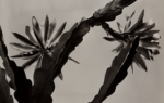 Alma Lavenson's black-and-white photography, "Cactus II," dating to around 1930